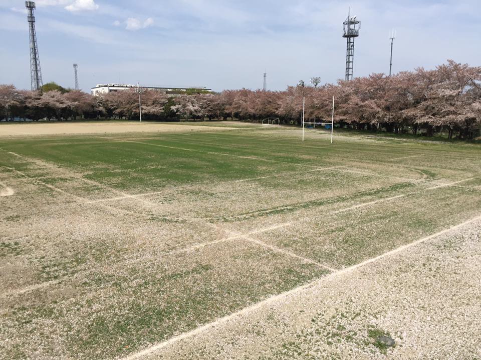 入間グランドの桜