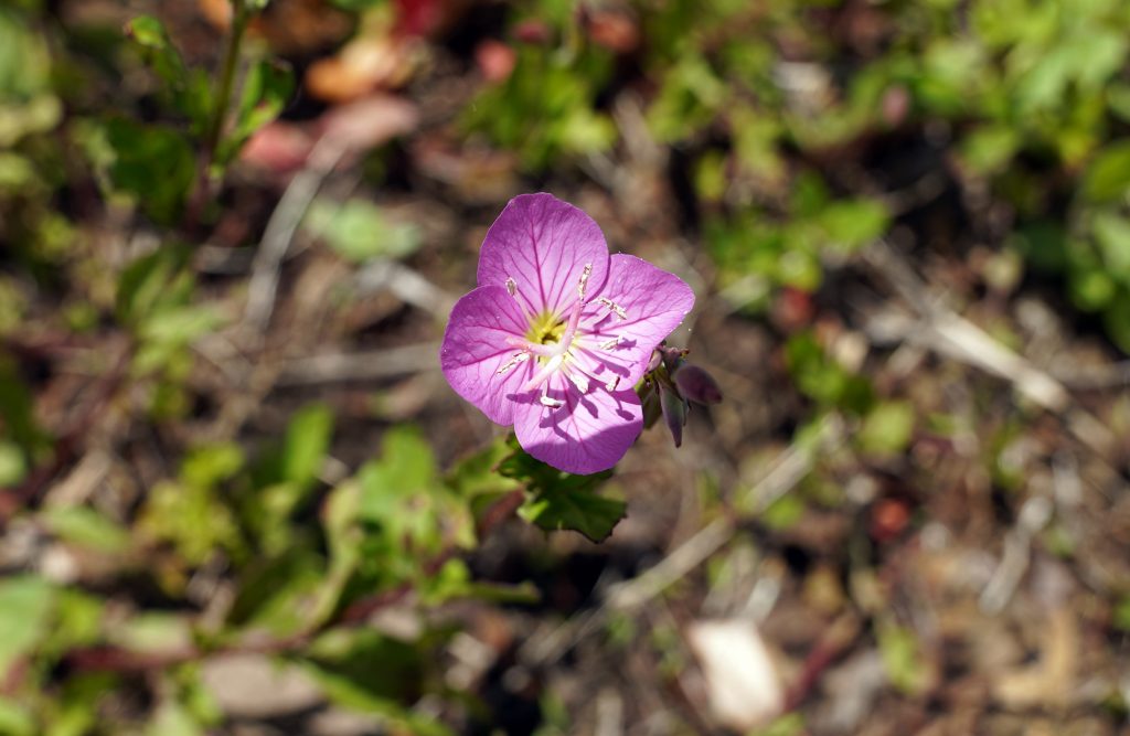 雑草の中に可憐な花が・・花の名前はわからず・・