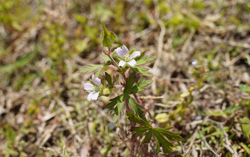 雑草の中に可憐な花が・・花の名前はわからず・・